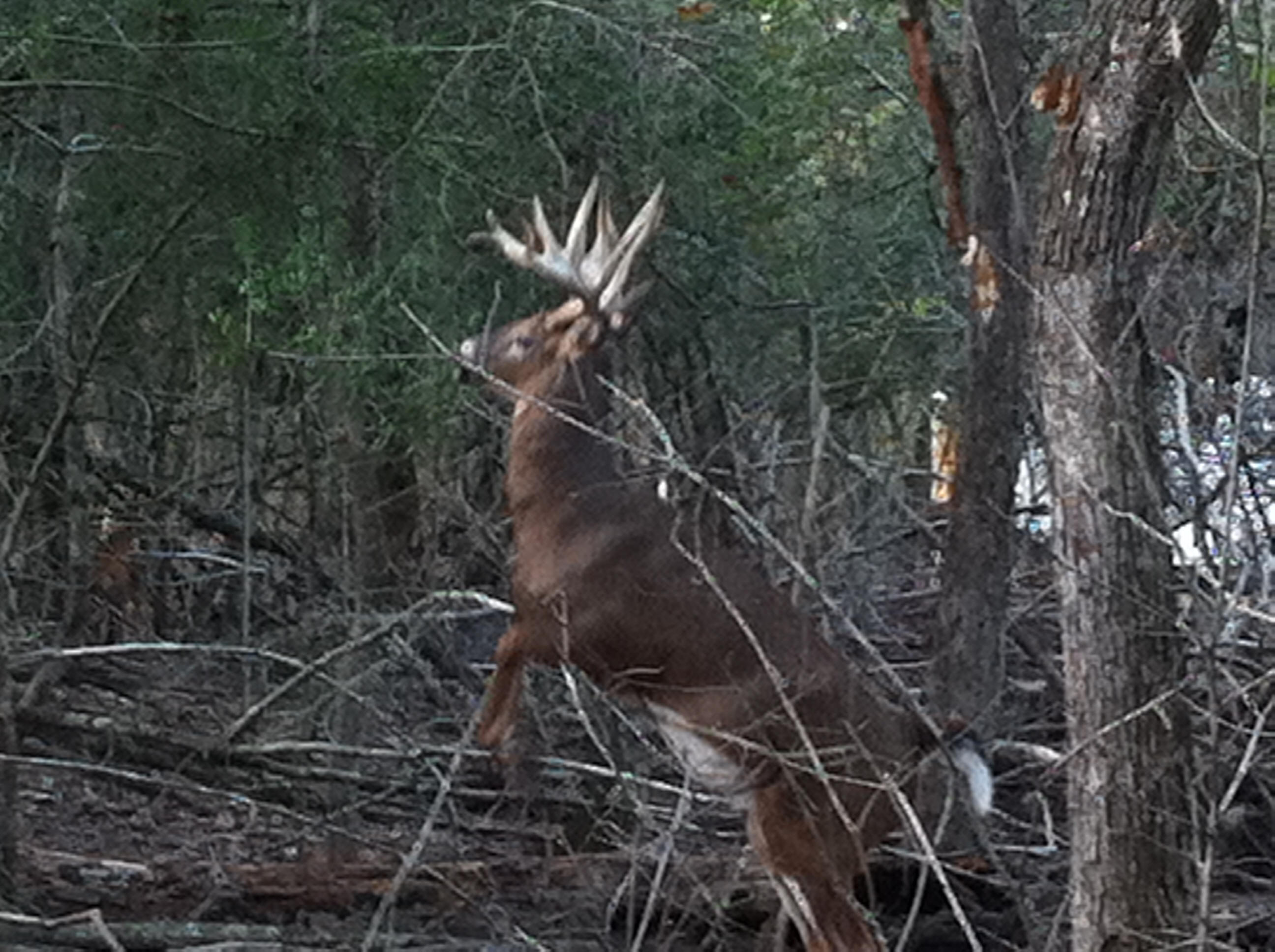 Trophy Louisiana alligator Hunting. Deer hunt Louisiana or Texas Trophy